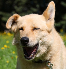 Funny portrait of adorable ginger mongrel dog with open mouth