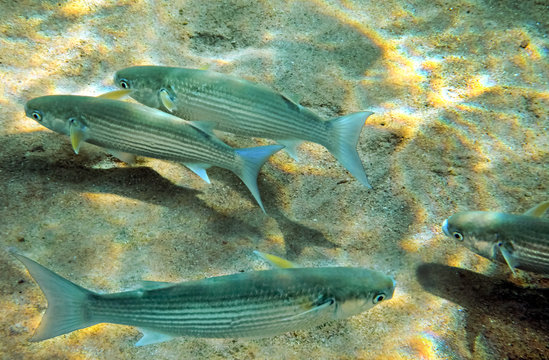 School of gray mullet - Mugil cephllus. This commercial fish inhabits shallow waters of the Black, Red and Mediterranean seas, Middle East