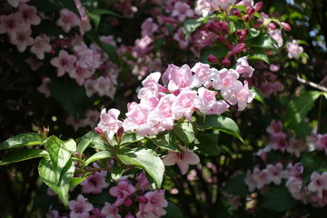 Detail of blossoming bush of Weigela florida in mid May