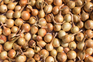 Onion bulbs fresh harvested close - up view