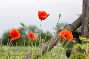 Obraz premium Poppy flowers and buds close up in the field. In the background, green trees and bushes. Behind an old wooden fence. Ukraine summer. June.