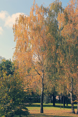 Authentic autumn landscape. Beautiful yellow birch in city park.