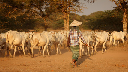 A Burmese woman drives her cattle herd on a dusty country road in Bagan, Myanmar