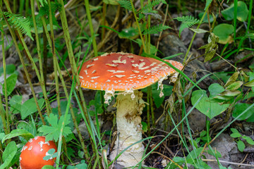 Amanita mushroom. Gentle red hat with white spots. Green grass, fern.