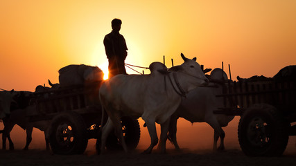 A Burmese farmer drives his ox cart on a dusty country road in Bagan, Myanmar