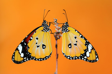 Macro shots, Beautiful nature scene. Closeup beautiful butterfly sitting on the flower in a summer garden.