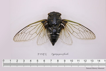クマゼミ開翅標本