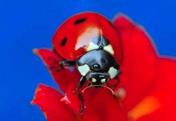 Beautiful ladybug on leaf defocused background