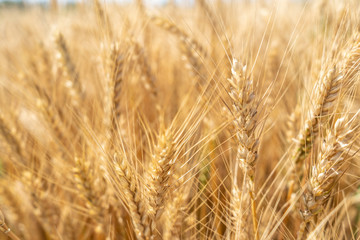 Ripe wheat field, spikelets of wheat