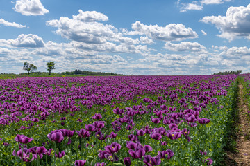 violet poppy flower field, white clouds on blue sky