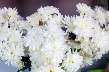 Bouquet of white chrysanths flowers