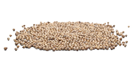 Coriander seeds pile isolated on white background