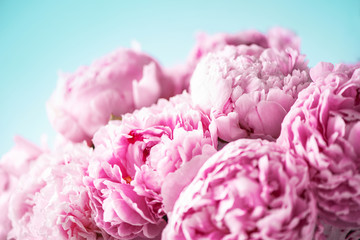 Pink peony flower on blue background. Copy space. Floral composition. Wedding, birthday, anniversary bouquet. Woman day, Mother's day. Macro of peonies flowers