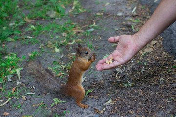 Obraz premium A slender red squirrel with a bushy gray tail stands on its hind legs and nibbles on a chestnut tree that it took from its hand.