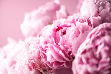 Pink peony flower on pastel background. Copy space. Floral composition. Wedding, birthday, anniversary bouquet. Woman day, Mother's day. Macro of peonies flowers