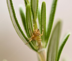 Spider & rosemary
