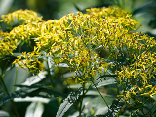 Solidage verge d'or (Solidago virgaurea) plante sauvage aux grappes de fleurs jaunes en panicules rayonnates sur tiges dressées, formes naines de forêt en montagne