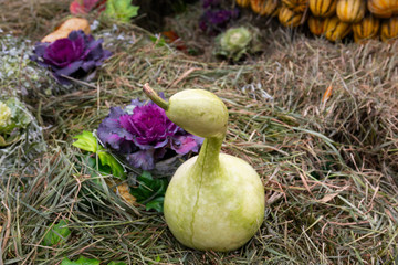 A small decorative pumpkin on a grass lawn.