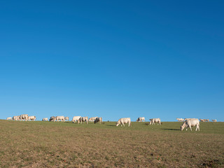 white cows in sunny green meadow under blue sky in france