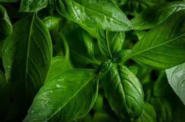 Fresh green basil leaves.