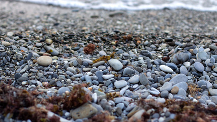 Rocky beach with pebbles and seaweed. Concept of postcards and recreation. Seashore. Family tourism on the Black sea. Copy space