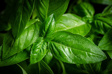 Fresh green basil leaves.