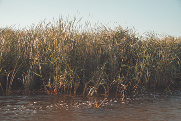 Reed from the Danube delta.