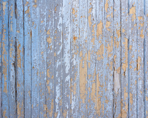 Fototapeta na wymiar old blue cracked paint on vertical wooden planks