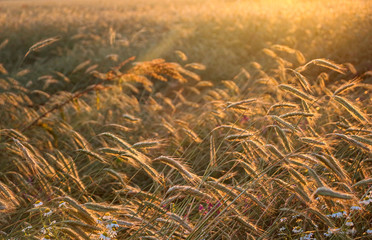 golden ripe wheat on  bright sunny summer day. cereal field of ripe wheat in bright sunlight, against  blue sky. ripe ears of wheat, with golden grains and long tendrils.