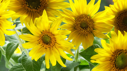 Obraz premium sunflowers in the rays of sunlight