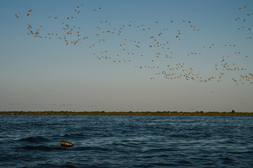 Flock of seagulls flying over the sea with morning light on blue sky background