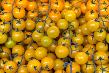 The cherry tomatoes on the branches.