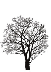 Obraz premium 樹木シルエット