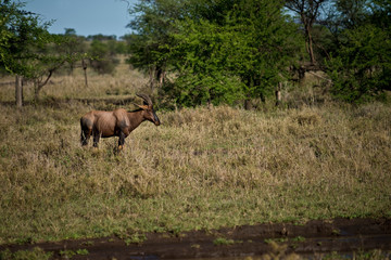 Obraz premium Topi in Serengeti, Tanzania