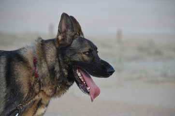 german shepherd dog on the beach