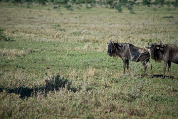 Wildebeest grazing in Serengeti, Tanzania