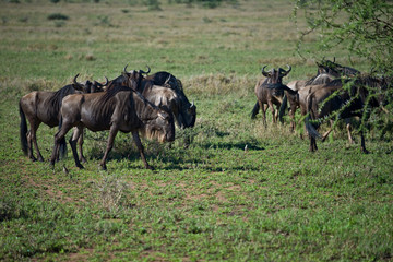 Naklejka na ściany i meble Wildebeest in Serengeti, Tanzania