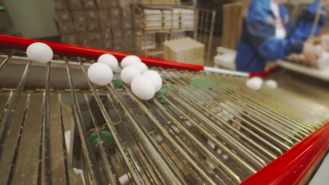 Women packers put eggs on cardboard trays made of cardboard from the conveyor. Workers in blue uniforms with yellow caps place eggs in trays for transportation