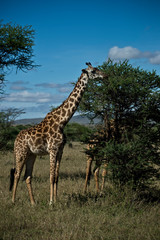 Giraffe grazing in the serengeti, Tanzania