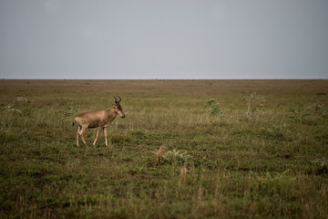 Naklejka na ściany i meble Hartebeest wandering in the Serengeti