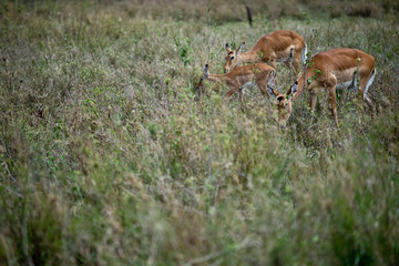 Impalas Grazing in the fields of Tanzania