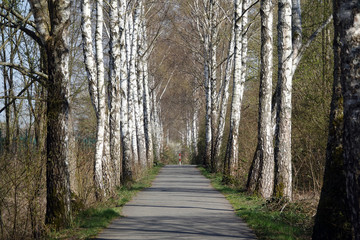 Birkenallee