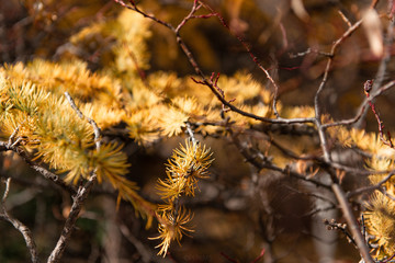 yellow autumn leaves
