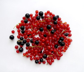 Red and black currant on white background