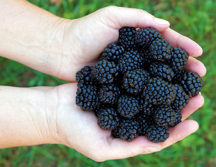 Fruits of Rubus in hands