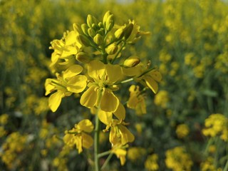 yellow rape field