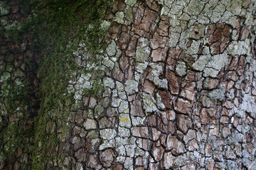 Pear tree bark as a background. Textured wood bark