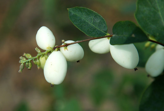 Flowers Of Common Snowberry