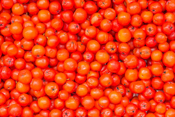 Full frame of rowan berries. Rowan tree fruits (sorbus aucuparia). Group of freshly picked wild fruits of mountain ash