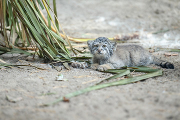Pallas's cat (Otocolobus manul). Manul is living in the grasslands and montane steppes of Central Asia. Little cute baby manul. Learning process. Small wild kitten. First steps